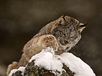 Animals, Snow, Iris, Predator, Big Cat, Curiosity, Paw HD wallpaper