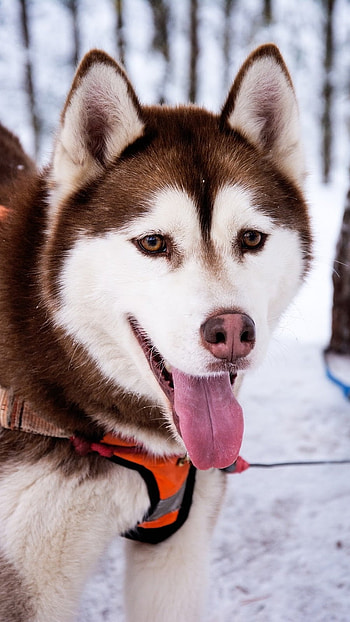 Husky Dog, Brown Husky HD phone wallpaper
