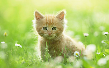 Kitten, kitten , stylish background, trendy HD wallpaper