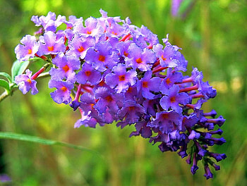 Butterfly bush, summer, purple, pink, flower, green HD wallpaper