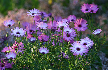 Flowers, Blur, Smooth, Flower Bed, Flowerbed, Bicolor, Two-Colored, Dimorfoteka, Dimorphotheque HD wallpaper