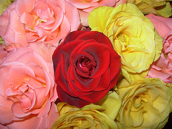 Bunch of roses, flowers, red rose, roses, arrangement HD wallpaper