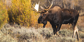 Moose in the way, Silly stuffed animal, Science musings, Nature's humor HD wallpaper