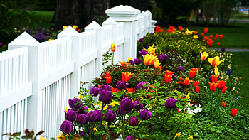 Sunday Relief, colors, garden, blossoms, fence, tulips HD wallpaper