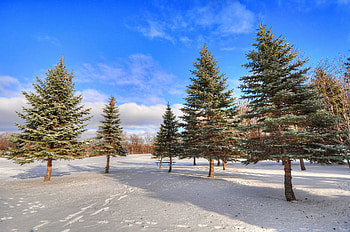Winter, Nature, Trees, Snow, Forest HD wallpaper