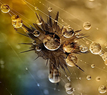 Water drops 5, purple, flower, hot, cool, nature, water HD wallpaper