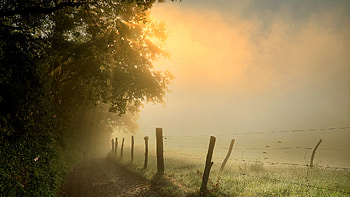 Path Between Green Trees And Fence Grass Field Fog Background Nature HD wallpaper