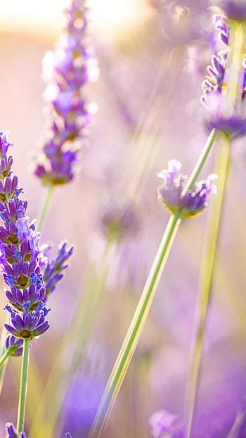 Lavender flowers, Xperia HD phone wallpaper