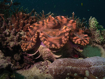 Sealife, flat, coral, ocean HD wallpaper