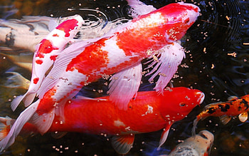Koi 1920x1200 , background , Serene elegance, Aquatic wonder HD wallpaper