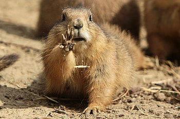Animals, Mud, Dirt, Paw, Marmot HD wallpaper