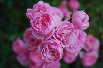 Pink flowers, roses HD wallpaper