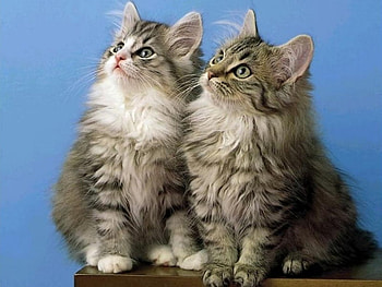 Cats, nature, animals HD wallpaper