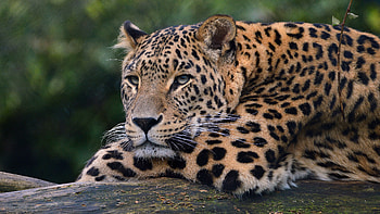 Leopard Ultra , leopard, animals HD wallpaper