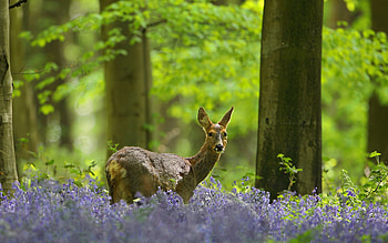 Deer, animal, nature, forest HD wallpaper