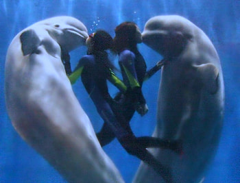 Kisses, aquatic animals, dolphins, nature, beauty HD wallpaper