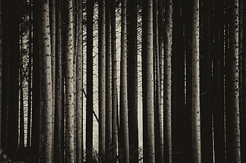 Nature, Trees, Pine, Forest, Bw, Chb HD wallpaper