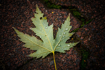 Maple, leaf, close up, drops HD wallpaper