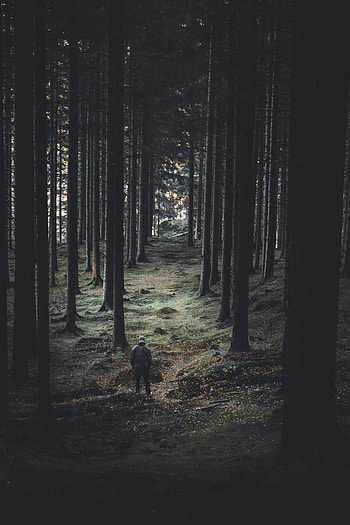 Nature, Trees, Coniferous, Forest, Trunks, Human, Person HD phone wallpaper