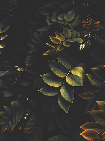 Nature, Leaves, Bush, Plant, Branches HD phone wallpaper