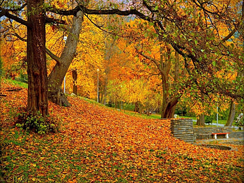 Autumn, Leaves, Fail, Bridge, Trees HD wallpaper