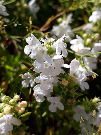 Ajedrea satureja montana, Natusfera herb, Herbal essence HD phone wallpaper