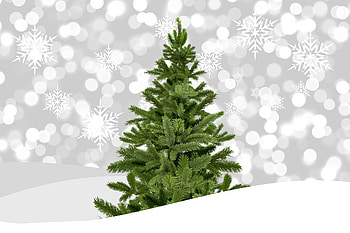 Christmas tree, holiday, decorations, bokeh HD wallpaper