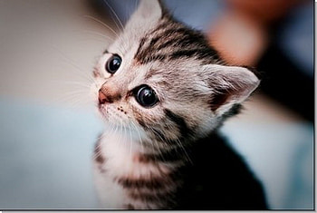 Cute kitten, animal, kitten, cute, cat, feline HD wallpaper