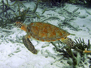 Turtle in Water, cool HD wallpaper