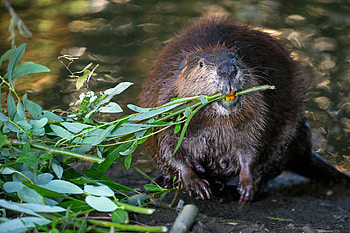 Saltwater beavers, Environmental impact, Ecosystem balance, Coastal habitat HD wallpaper
