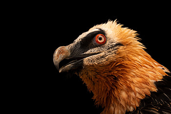 Bearded Vulture, Bir020 00133, Joel sartore, Bearded Vulture HD wallpaper