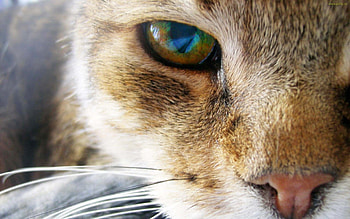 Animals, Cats HD wallpaper