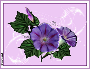 MORNING GLORY FLOWERS, ARY, FLOWERS, CREATION, ABSTRACT HD wallpaper