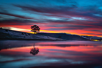 Reflection Tree Body , tree, reflection, nature HD wallpaper