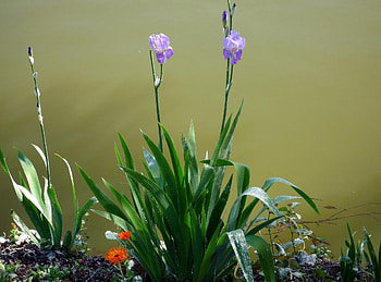Flowers, Flower Bed, Flowerbed, Irises, Sharpness HD wallpaper