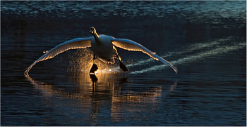Flight in the sun, river, flight, gold, grace, beauty, animals, swan, water, sun HD wallpaper