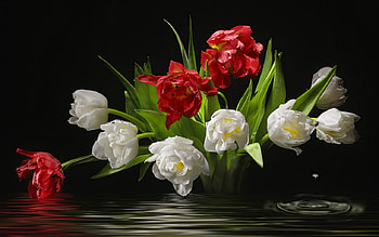 Beautiful Flowers, nature, flowers, bloom, tulips HD wallpaper