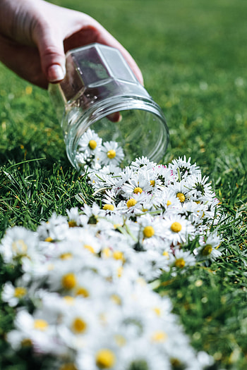 Flowers, Camomile, Bank, Hand, Jar HD phone wallpaper