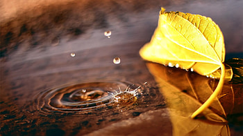 Gold Leaf, Autumn , Nature HD wallpaper