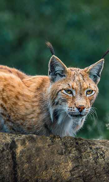 Lynx, Majestic animal, Silent hunter, Nature's marvel HD phone wallpaper