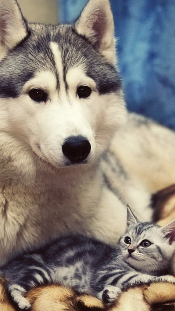 Cat And Dog, Animal, Husky Cat HD phone wallpaper