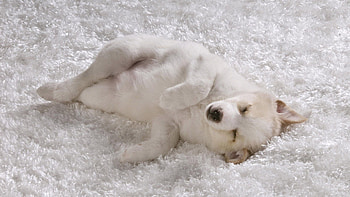 Animals, Puppy, Shaggy Rug, Hairy Mat, White Dog HD wallpaper
