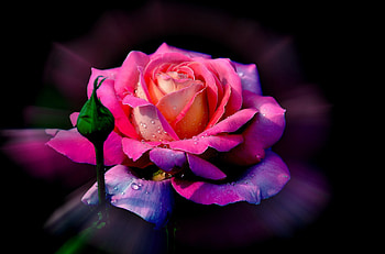 Rainbow Rose, Flower, Light, Rose, Rainbow HD wallpaper
