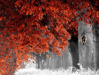 Autumn snow, winter, hanging branches, snow, orange leaves, forest, autumn tree HD wallpaper