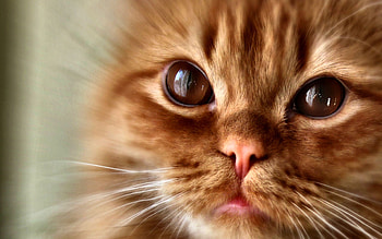 Orange Tabby Kitten - Cat, animal, wide screen, graphy, pets, cats, beautiful, feline HD wallpaper