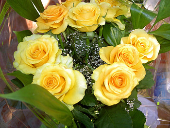 Flowers, Roses, Registration, Typography, Bouquet HD wallpaper