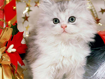 cute cat, cute, cat HD wallpaper