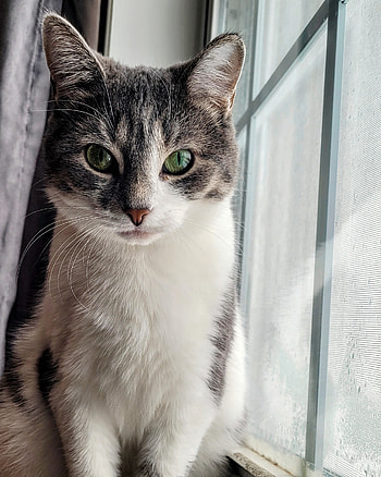 Cat, eye, kitty HD phone wallpaper