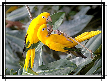 FRAMED BIRDS, BIRDS, NATURE, FRAMED HD wallpaper