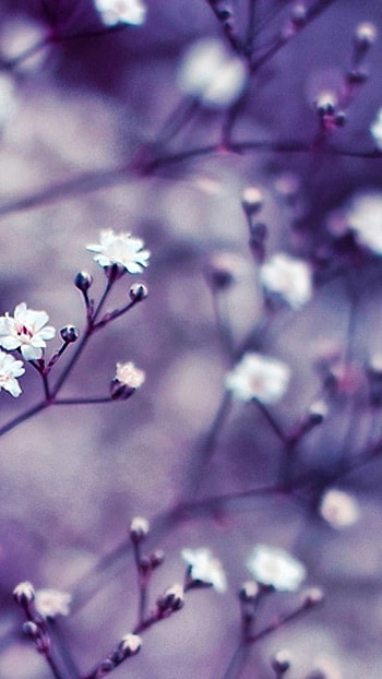 May Background, Purple Background HD phone wallpaper
